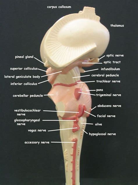 Brain Stem Model Labeled