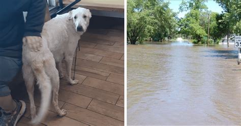 Hero Dog Swims Through Floodwaters To Save Autistic Boy Clinging To Wall