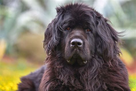 15 Stunning Black Dog Breeds That Deserve A Place In Your Heart
