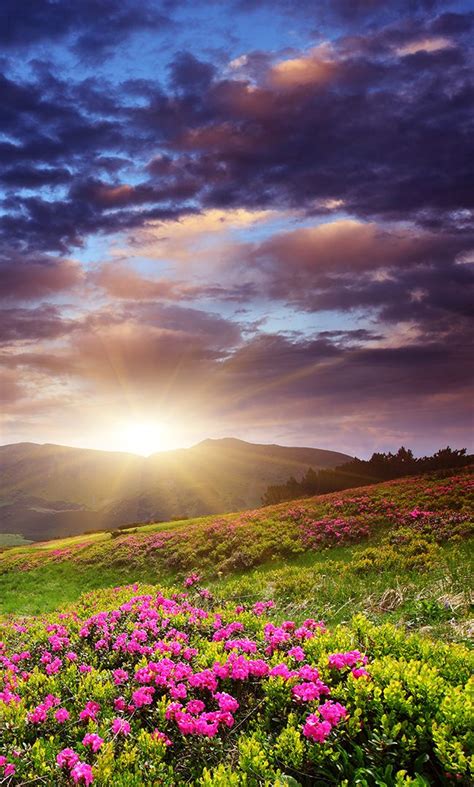 The Sun Shines Brightly Through Clouds Over A Field With Wildflowers In