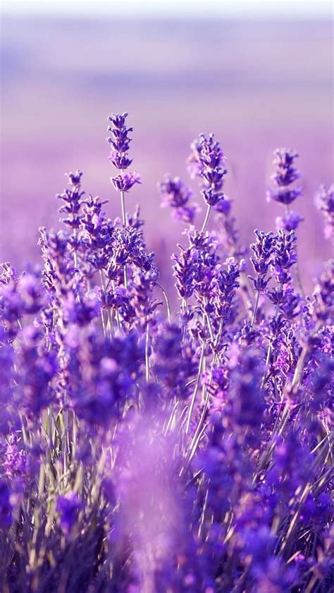 1080p Free Download Aesthetic Purple Lavender With Blur Background