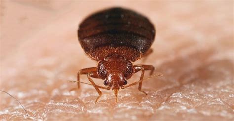 Why Do Bed Bugs Bite Some People And Not Others