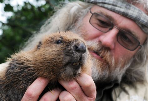 Beavers Protected Under Scottish Law Scottish Wild Beaver Group