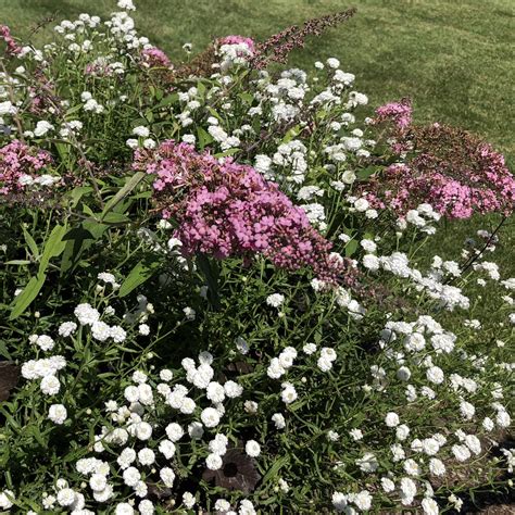 Achillea 'Peter Cottontail' - Garden Crossings