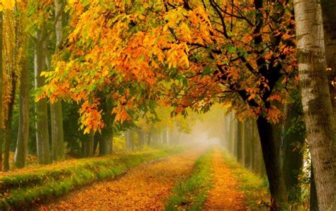 Colorful Autumn Fall Forest Park Wallpapers