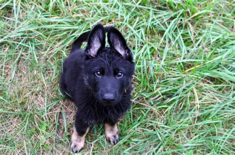 These Are The Facts About The Bicolor German Shepherd