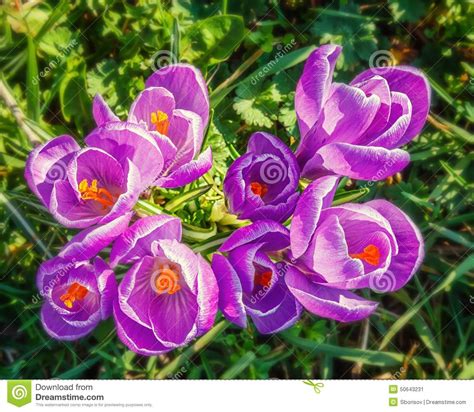 Wild Crocus Flowers Stock Photo Image 50643231