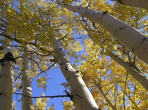 Pando The Single Largest Living Organism On Earth Amusing Planet
