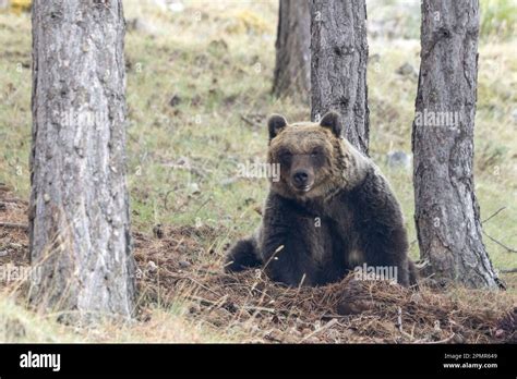 Marsican Brown Bear Apennine Brown Bear Extremely Rare Bear Specimen