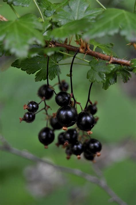 The Basics Of Berry Foraging Explore Washington State