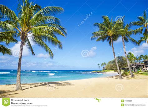 Palm Trees On The Sandy Beach In Hawaii Stock Photo Image Of Kauai