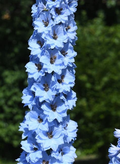 Delphiniums Plant Care And Collection Of Varieties