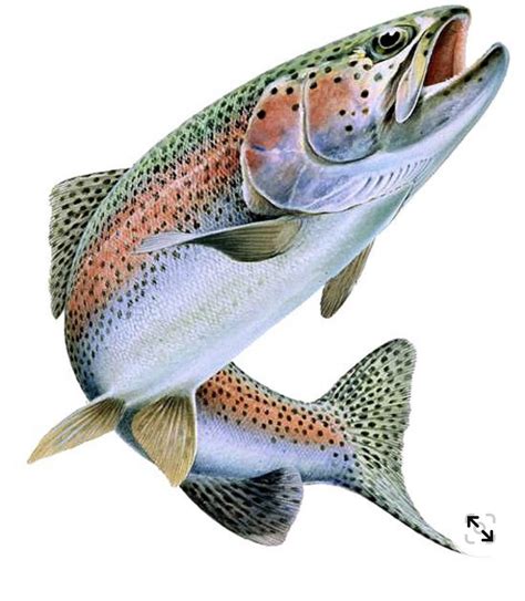 Pin By Frantz Scharinger On Photos Poissons In 2024 Trout Painting