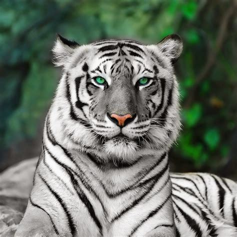 Descarga increíbles imágenes de fondos de pantalla gratuitas. Animal World: Tigres