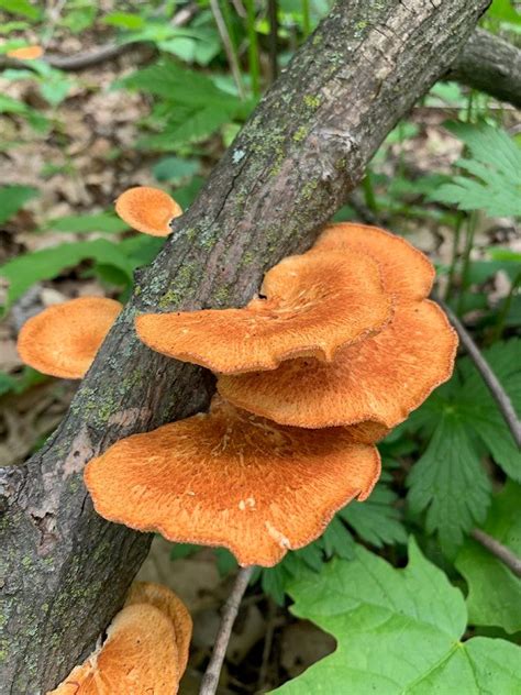 Mushroom Season In Wisconsin