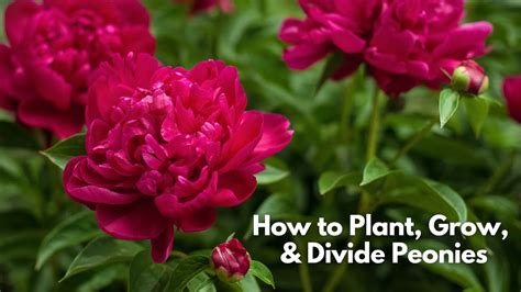 How To Plant Grow Harvest And Divide Peonies Youtube