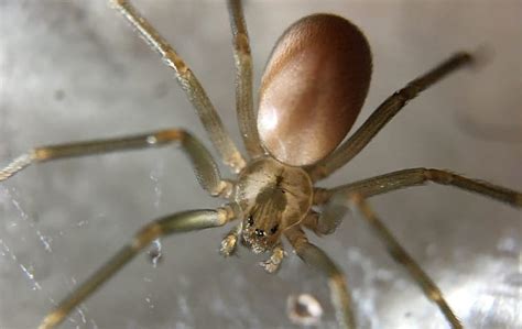 A Guide To Brown Recluse Spider Control For Conroe Property Owners