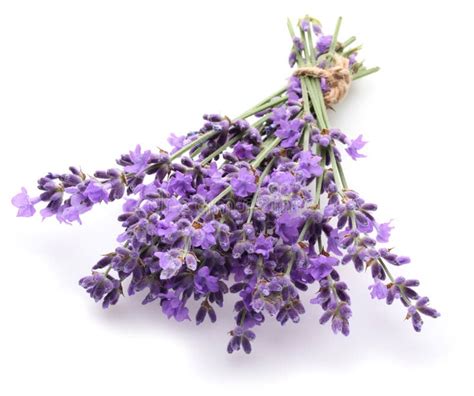 Bunch Of Lavender Stock Photo Image Of Herb Bloom 33686910