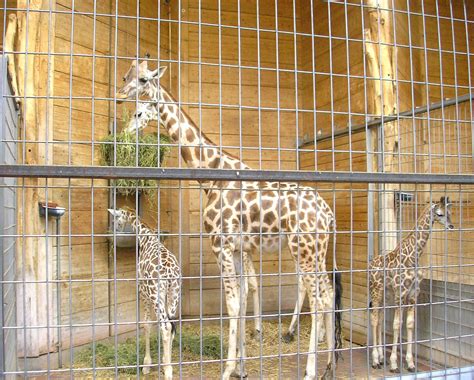 Der wunderschöne tierpark wird von über 2.000. File:Zoo Augsburg 12.jpg - Wikimedia Commons