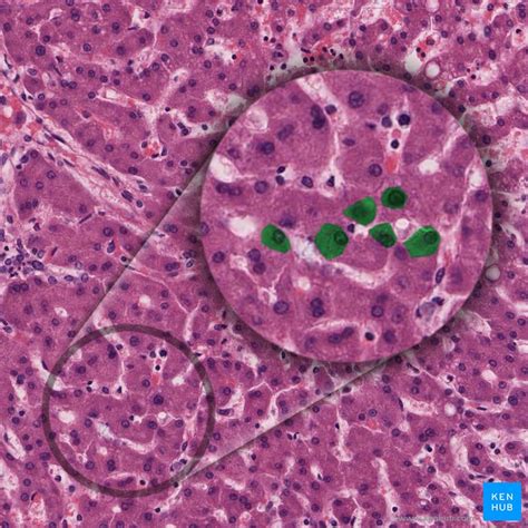 Liver Histology Structure Cells And Characteristics Kenhub