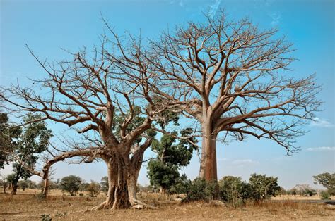 Africa's Oldest and Largest Baobab Trees Are Dying Off - InsideHook