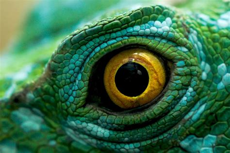 45 Must See Images Of Animal Eyes Photo Contest Finalists Blog