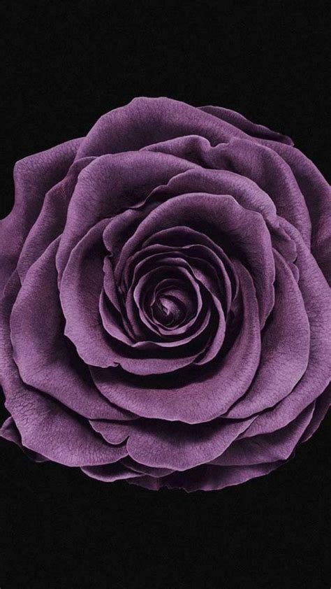 Apple Iphone X Wallpapers Flower Phone Wallpaper Purple Roses