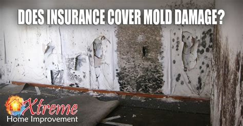 Avoid having a claim denied. Does Homeowner's Insurance Cover Mold Damage? - Xtreme Home Improvement