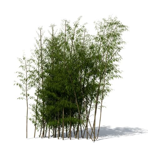 Xfrog Trees Golden Bamboo Cluster