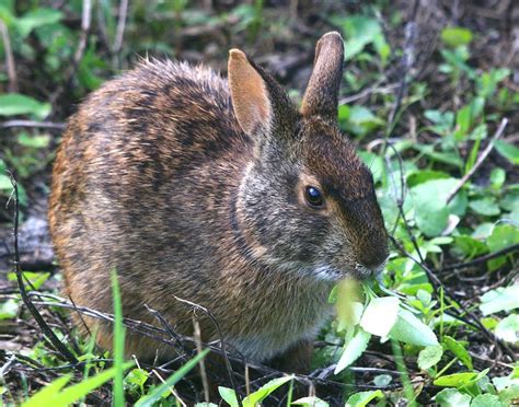 Florida Marsh Rabbit Photograph By Ira Runyan Fine Art America