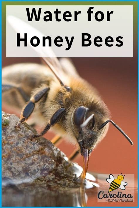 This feeder works best in a level box, so check how level your beehive is before purchasing. Water for Bees in Your Backyard | Water for bees, Bee ...