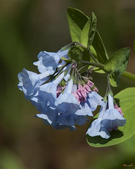 Pink Virginia Bluebells Or Virginia Cowslip Dspf272 Photograph By Gerry