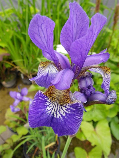 Looking for the ideal blue flower or purple flower bouquet? Iris sibirica Blue King - Devon Pond Plants