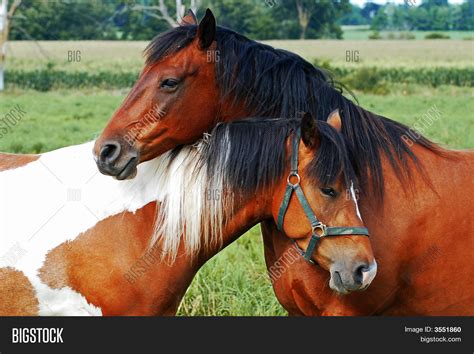 Horses Love Image And Photo Bigstock