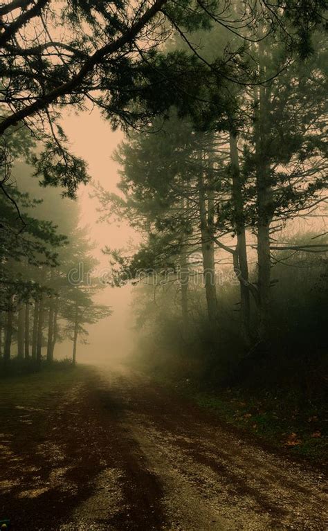 Mystical Forest With Fog Stock Image Image Of Magical 130015951
