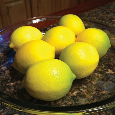 Improved Meyer Lemon Citrus Plant Territorial Seed
