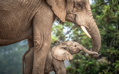 Elefante Mamá Y Bebé Elefantes Bebé Amor Mamá Fondo De Pantalla Hd