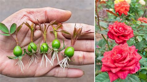 How To Grow Roses From Rose Calyx Great Idea For Beginner