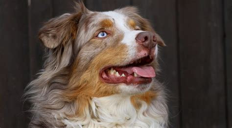 Australian Shepherd Breed Traits And Facts Pet Care Information