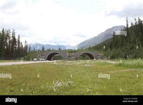 Wildlife Crossing Banff National Park Alberta Canada Stock Photo Alamy