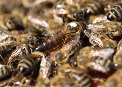 Carniolan Queen Bees Naturally Mated Apiexpert