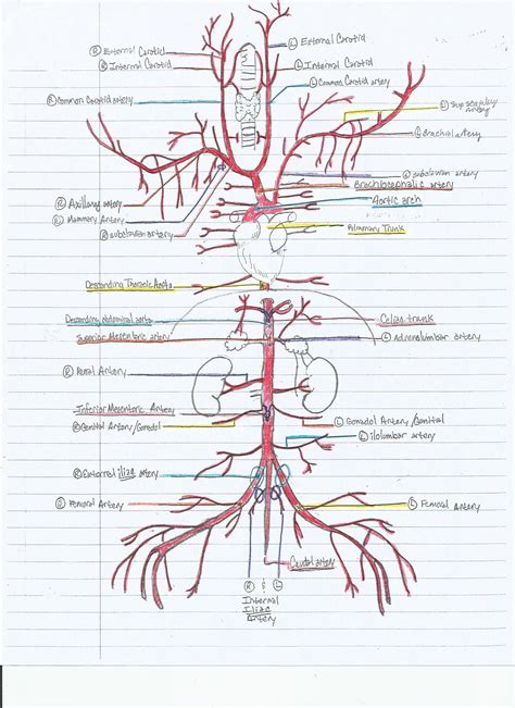 What is a circulatory system diagram. Key to the Arterial anatomy of the cat. | Arteries anatomy ...