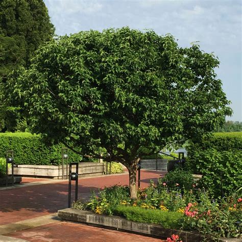 Cornelian Cherry Trees for Sale - FastGrowingTrees.com