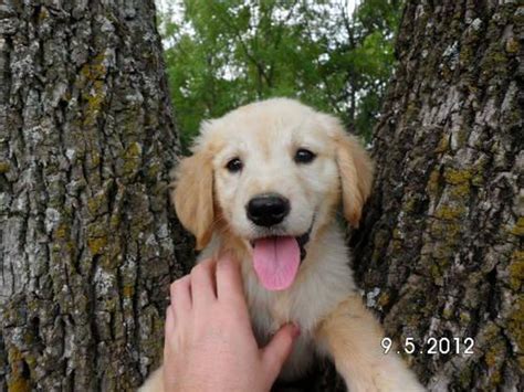 Browse photos and descriptions of 1000 of virginia golden retriever puppies of many breeds available right now! AKC Golden Retriever Puppies-9 weeks old for Sale in ...
