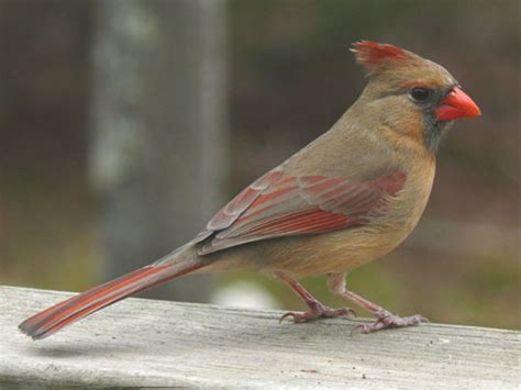 Cardinal Its Nature