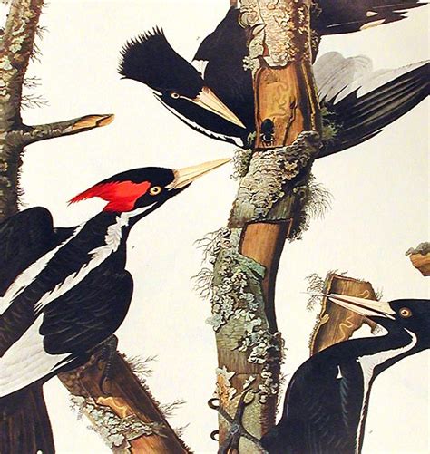 ivory billed woodpecker from the birds of america amsterdam edition john james audubon