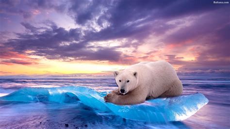 Polar Bear Wallpapers 64 Images