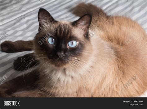 Fat Siamese Cat Image And Photo Free Trial Bigstock