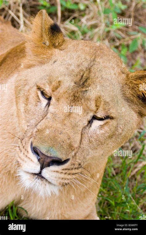 A Lion In An Indian Safari Park Reserve Stock Photo Alamy