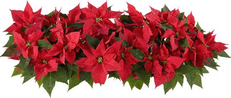 10 Fun Flower Facts For National Poinsettia Day Raf Tampa Bay